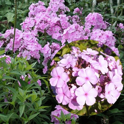 Phlox paniculata 'Elizabeth Arden' - Aed-leeklill 'Elizabeth Arden' P9/0,55L  